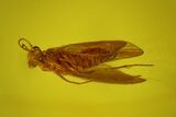 Detailed Fossil Caddisfly (Trichoptera) In Baltic Amber #170099-2